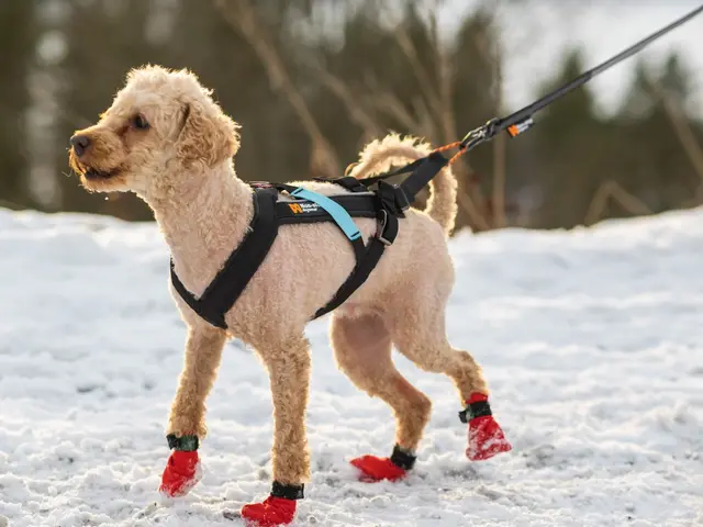 Freemotion harness Non-Stop 