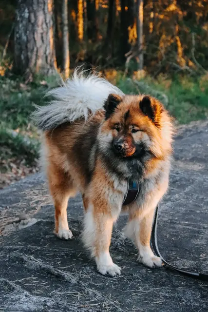 Strong Leash Non-Stop 