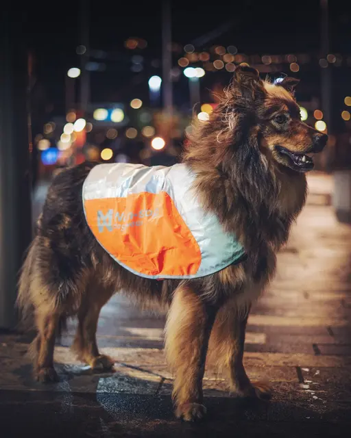Reflective vest XS 