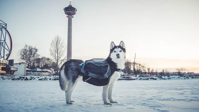 Amundsen Pack s Non-Stop 