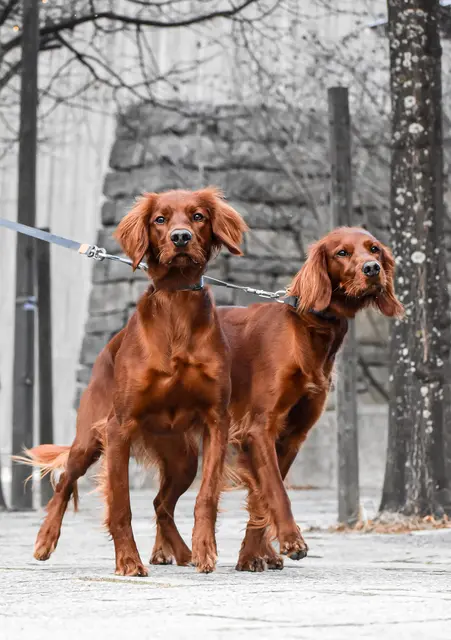 Tvillingkobbel Twin 30 cm 