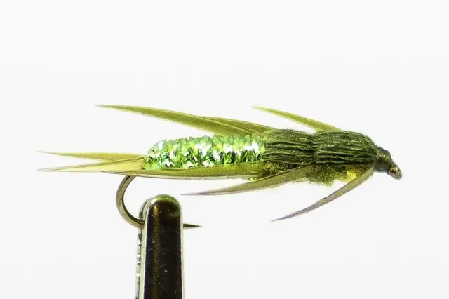CREEPER OLIVE NYMFE, 10 