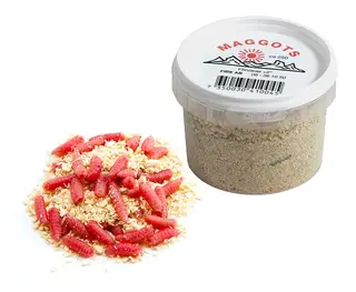 Maggot R&#248;d Levende