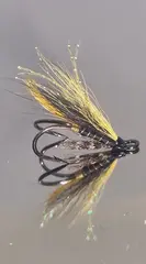 AUGUSTFLUA DK