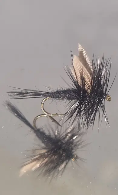 Black Gnat 10 EK 