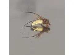 Caddis Pupa