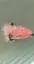 Mulkkis Fl Dk Pink 4 