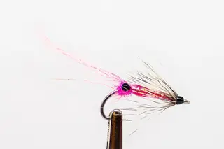 PINK LADY SHRIMP