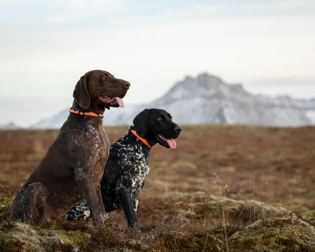 Trail quest collar Orange/Black L 