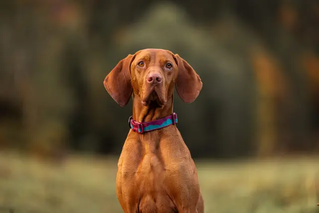 Trail quest collar Teal/Wine L 