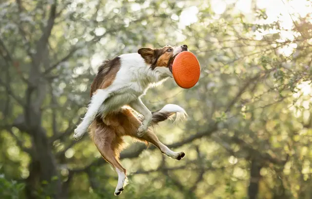 Dog flying disc 